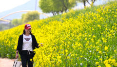 [포토뉴스] 유채꽃 만개한 하중도 산책하는 시민