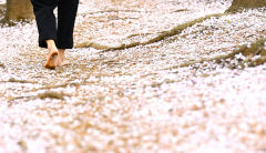 [포토뉴스] 대구 야시골 공원 떨어진 벚꽃 사이로 맨발걷기하는 시민
