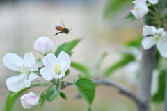 [포토뉴스] 사과꽃 향기 가득한 청송의 봄
