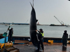 포항 호미곶 해상서 길이 4m 고래 혼획