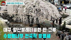 [시도때도없는 뉴스04.01]대구 앞산빨래터공원 한 그루 수양벚나무 전국적 유명세