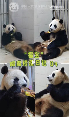 '푸바오' 격리 생활 곧 종료…