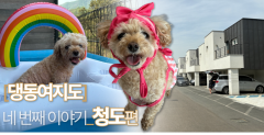 반려견 배려 돋보이는 용품으로 채워진 독채 3층 펜션