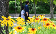 [내일 날씨] 30일 대구경북 맑고 낮 동안 더움…낮 최고기온 23~30℃