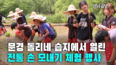 [영상 스케치] 문경 돌리네 습지에서 열린 전통 손 모내기 체험 행사
