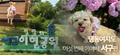 [댕동여지도] 포토존 가득한 이현공원·시원한 음료 기다리는 반려견동반 카페
