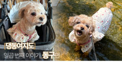 [댕동여지도] 非반려인 배려한 카페와 반려견과 함께 물놀이 즐길 수 있는 식당