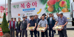 탐스럽게 영근 '예천 참복숭아' 첫 출하