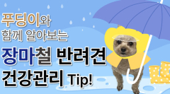 반려견도 우울한 '장마철'…강아지들 건강 관리 방법은?
