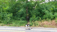 견주 vs 캣대디…'길고양이 돌봄' 구청에 민원 충돌