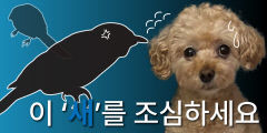 반려견과 산책할때 '물까치' 조심하세요…