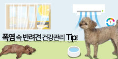 폭염 속 반려견 건강관리 팁