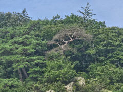 애국가 영상에 나왔던 '남산 위의 저 소나무' 고사