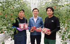 고령 스마트팜 첫 출하 작물은 방울토마토