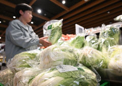 포기당 1만원 '금배추', 대표 주산지 해남 수해에 값 더 뛰나