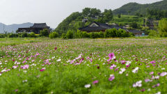 [포토뉴스] 경주 양동마을에서 코스모스 물결 만끽하세요