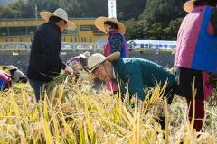울릉군 전통과 현대 아우른 벼 수확 체험 개최