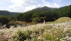 [포토뉴스] 경주 서악동 삼층석탑 둘러싼 가을 구절초