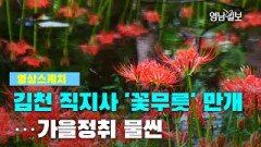 [영상스케치]김천 직지사 '꽃무릇' 만개…가을정취 물씬