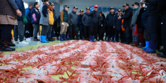 日 암컷 대게 국내 대량 유통에…경북 동해안 어민 생존권 위협
