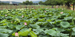 구미 지산샛강생태공원 ·영천 나무와중학교 모범도시숲 선정