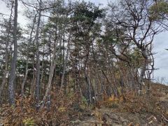 소나무 죽음의 수용소로 변한 대구경북…재선충 확산에 '비상'