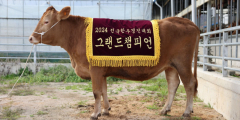 경북 한우, '전국한우경진대회'서 최고상인 그랜드챔피언 영예