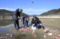 독수리를 위한 만찬