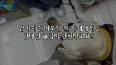 경주 대형생활용품 매장, 안내견 출입 거부 논란…장애인복지법 위반 조사 착수