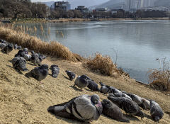 따뜻한 날씨 속 일광욕 즐기는 수성못 비둘기들