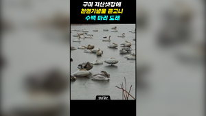 구미 지산샛강에 천연기념물 큰고니 수백 마리 도래