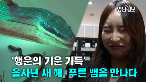 ‘행운의 기운 가득’ 을사년 새 해, 푸른 뱀을 만나다