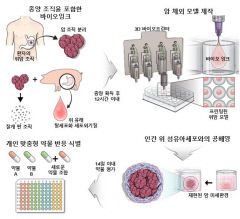 포스텍 연구진, 암 환자 상태 재현한 3D 위암 모델 개발