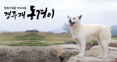 경주 토종견 ‘동경이’, 공식 상징물 지정 추진… 전통문화 브랜드화 나선다
