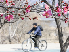 [포토뉴스] 대구 신천둔치에 핀 홍매화