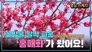 꽃망울 활짝 피운 봄의 전령 ‘홍매화’
