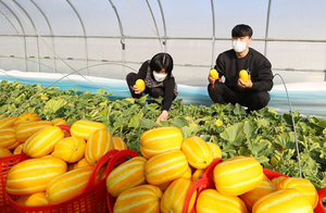 ‘아침에 만나는 성주 참외’…쿠팡, 로켓프레시로 신선 배송