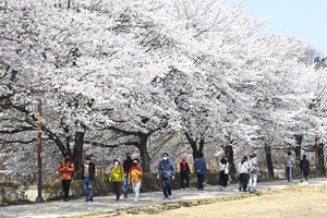 5km 벚꽃로드 vs 1.5km 벚꽃터널…대구 달성군에서 즐기는 ‘꽃길 데이트’