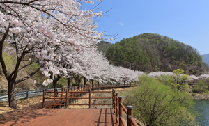 “산불에 멈춘 봄”…봉화 ‘벚꽃엔딩축제·시 낭송회’ 전면 취소