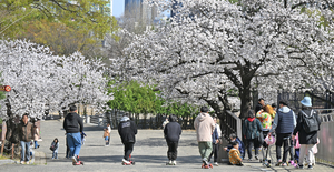 [포토뉴스] 꽃샘추위에도 대구 달성공원 찾은 상춘객