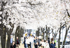 [포토뉴스] 수성못 웃음꽃 핀 상춘객