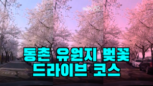 [영상뉴스] 계엄과 탄핵 격랑 속에서도  ‘벚꽃’은 어김없이...