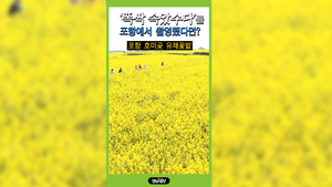 [영상]“‘폭싹 속았수다’ 감성 그대로, 지금 호미곶 유채꽃밭으로”