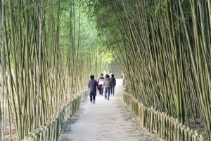 [동네뉴스] 대구 ‘죽곡 댓잎 소리길’, 시민들의 힐링 산책 코스로 인기
