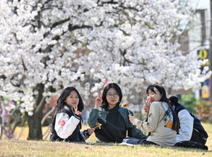 [포토뉴스] 캠퍼스의 아름다운 봄, 경북대
