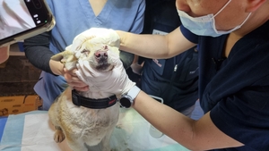 산불에 고통받는 동물들…체계적인 재난 구조 시스템 필요