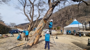 (사)한국나무의사협회 대구경북지회, 산불피해수목 치료봉사  - 고운사 불탄 노거수, 화상치료와 수세회복 열띤 봉사 전개  -
