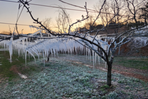 상주 등 경북 배 재배 농가 400㏊ 넘게 동상해