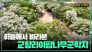 [영상스케치]하늘에서 바라본 교향리이팝나무군락지