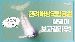 “웃는 고래” 상괭이, 새끼 품고 유영…한려해상서 번식 장면까지